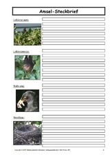 Amsel-Steckbrief-C-2.pdf